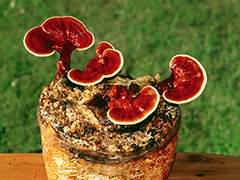 Reishi