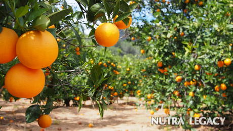 Citrus natural metabolism booster