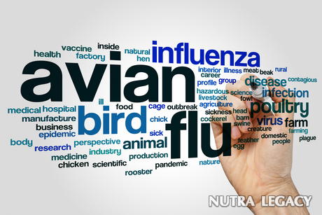 Avian Flu Facts