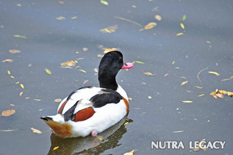 Myths about Bird Flu