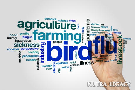 Bird Flu In Animals