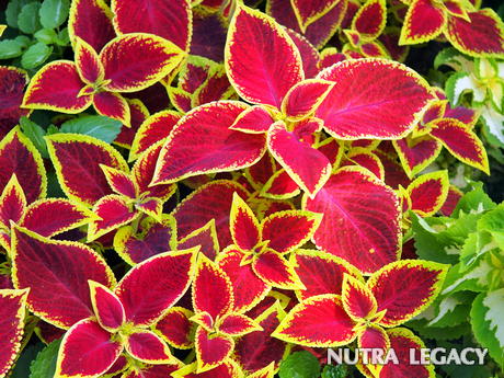 Coleus Forskolin