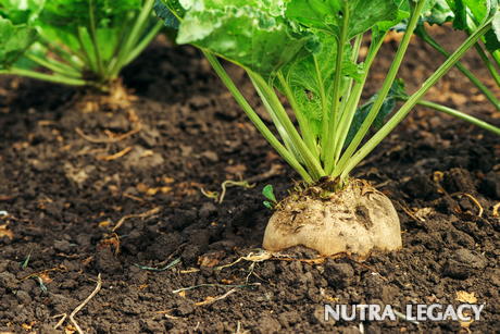 Sugar Beet Extract