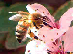 Bee Stings Treatment