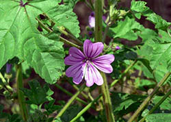 Marsh Mallow Herb